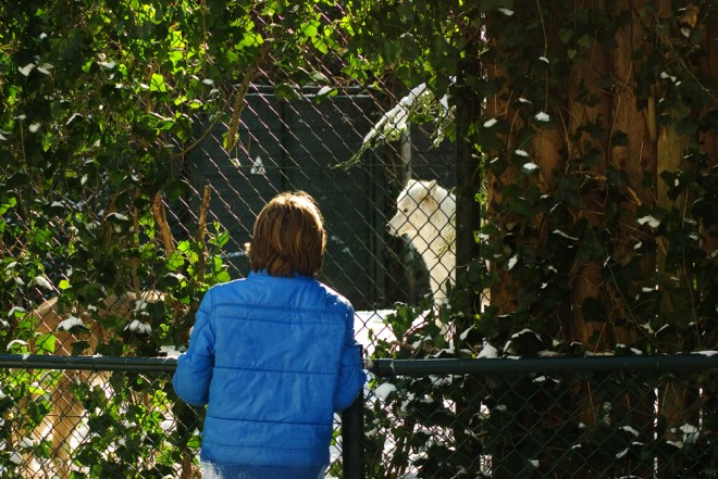 The boy and the wolf