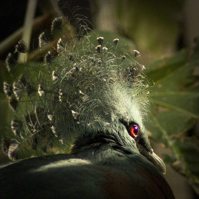 Victoria Crowned Pigeon