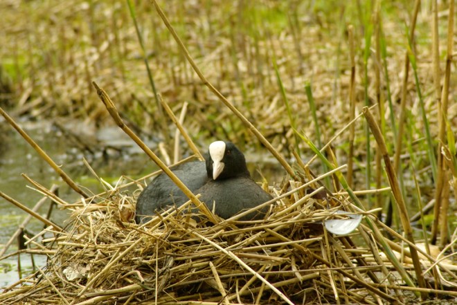 Coot on it's nest 2 Coot on it's nest 2