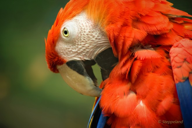 Scarlet Macaw