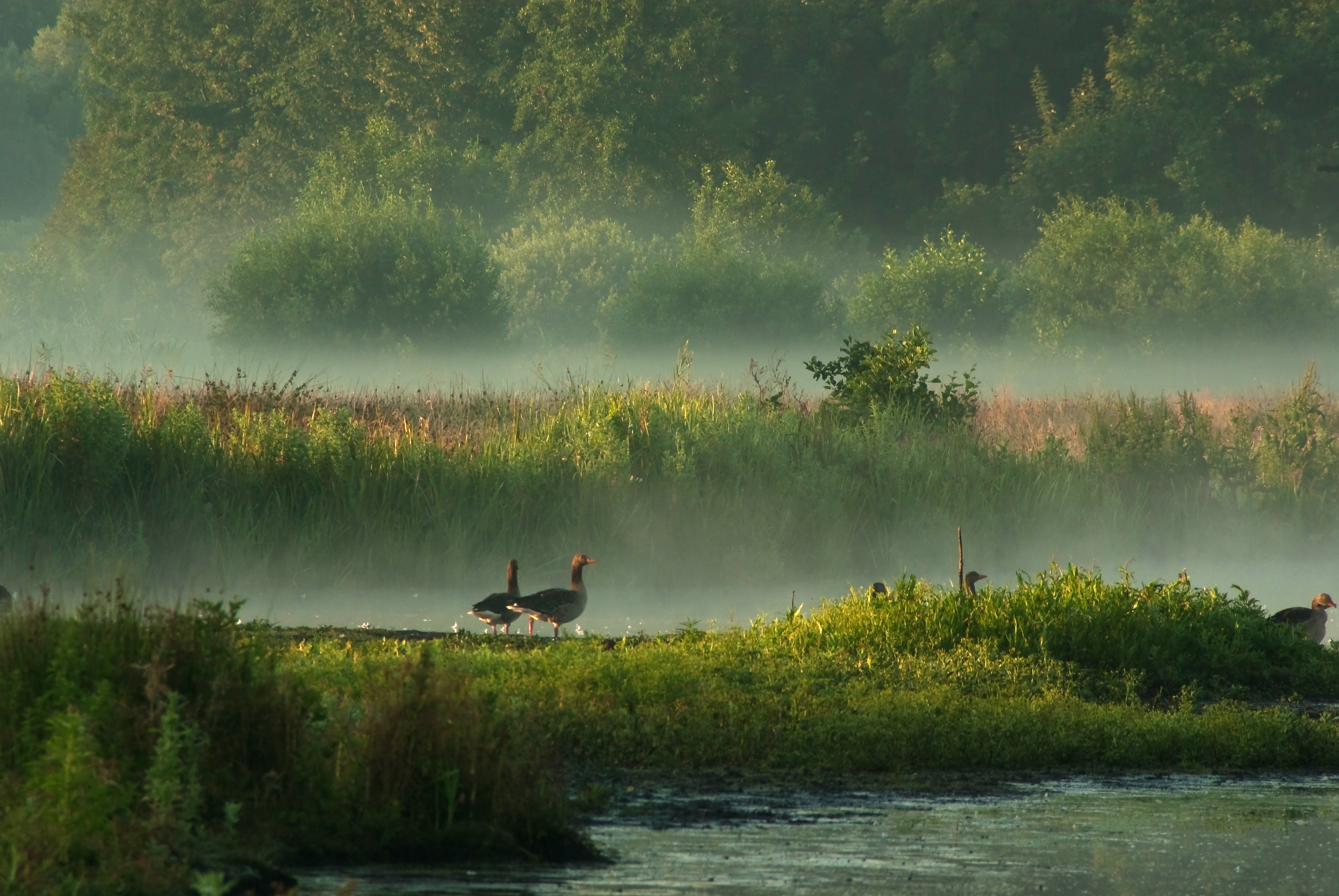 In Misty Morningland