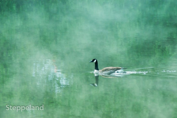 Morning poetry - Canadian goose on the River Ruhr