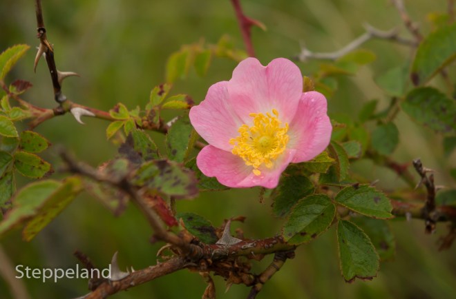 Young Eglantine Rose on thorny bush