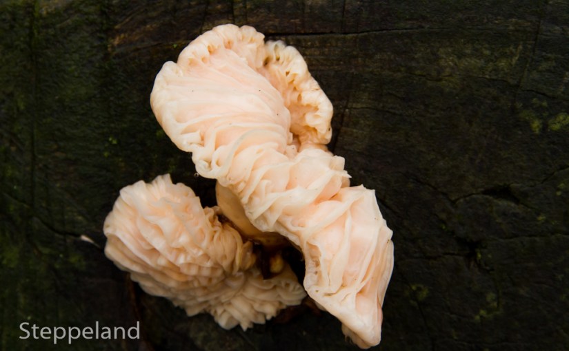 Strangely shaped mushroom on cut tree&nbsp;trunk