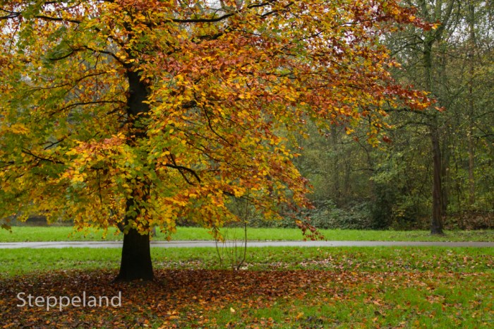 Autumn tree in the Vliegenbos in Amsterdam North