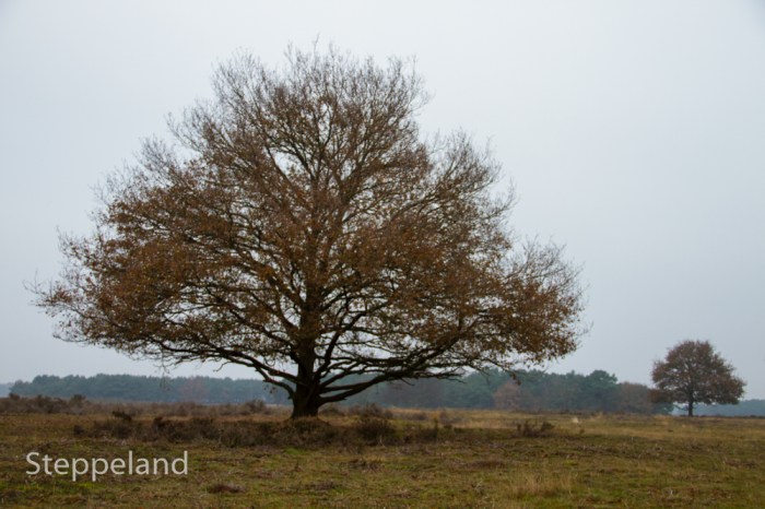 Lonely oak on the Heath. 