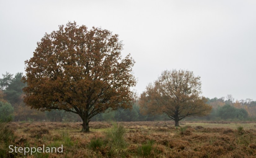 Trees on the Heath on a grey autumn&nbsp;morning