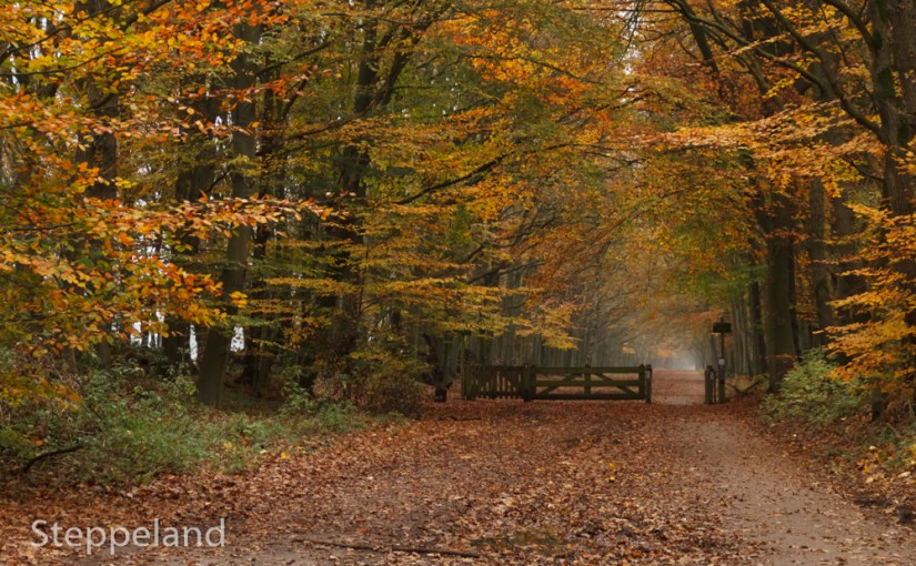 Autumn landscapes in the woods near&nbsp;Bussum