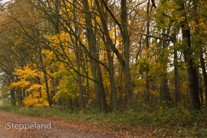 Reaching out along the autumn lane