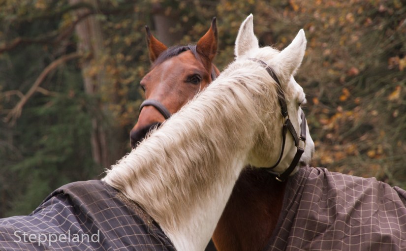 And then there were the&nbsp;horses…