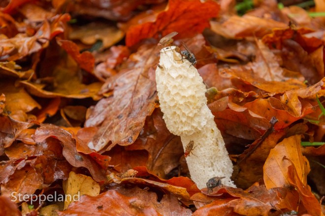 Common stinkhorn