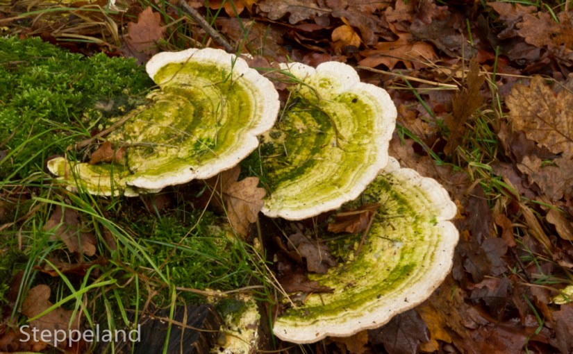 Testing panel day and… I finally got my fungi&nbsp;images!
