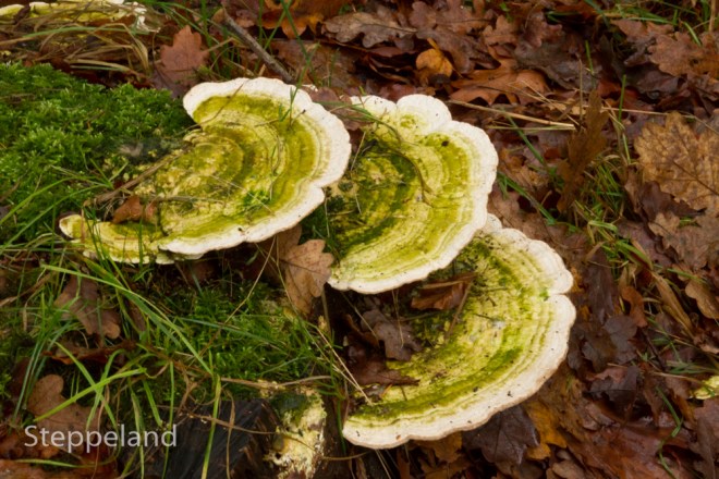 Bright green fairy benches