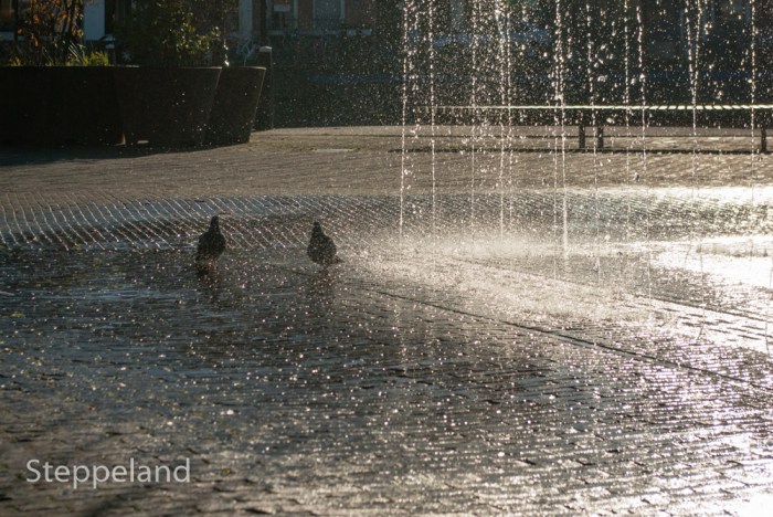 A few pigeons meet to take their morning shower