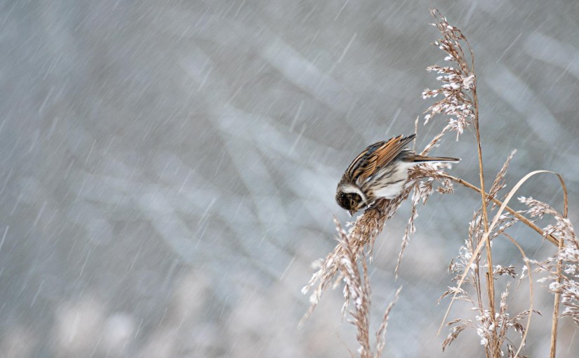 Looking back on 2021 – Steppe’s&nbsp;favourites