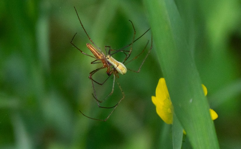 Mating Long Jawed&nbsp;spiders