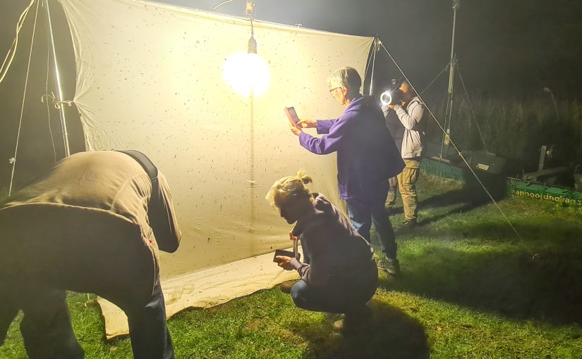 Diverse moths captured: biodiversity in&nbsp;action