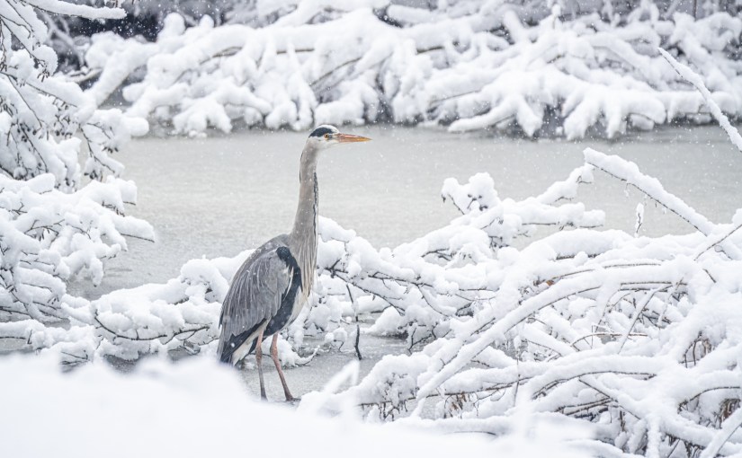 Snowphotography: Grey Heron in&nbsp;Bijlmerweide